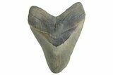 Huge, Fossil Megalodon Tooth - Georgia #332839-1